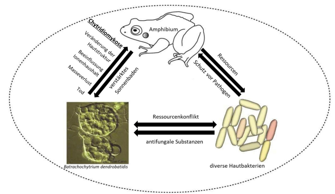 Schematische Darstellung eines Amphibiums mit Hautbakterien und Pilzbefall